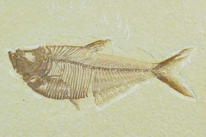 Fossil Fish (Diplomystus) - Green River Formation #122787
